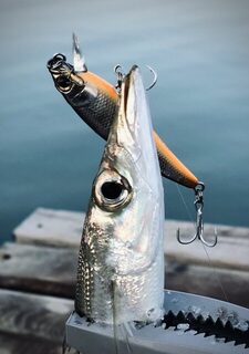 TD Minnow 90SP и рассветная баракуда в Evrenseki