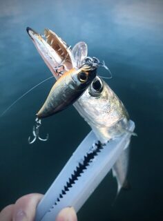TD Minnow 90SP и рассветная баракуда в Evrenseki