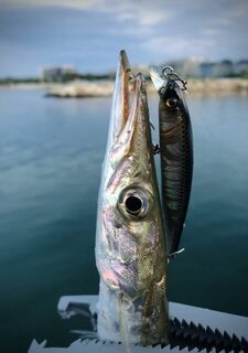 TD Minnow 90SP и рассветная баракуда в Evrenseki