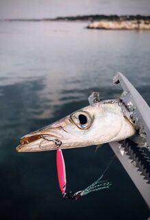 TD Minnow 90SP и рассветная баракуда в Evrenseki