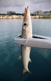 TD Minnow 90SP и рассветная баракуда в Evrenseki