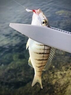 TD Minnow 90SP и рассветная баракуда в Evrenseki