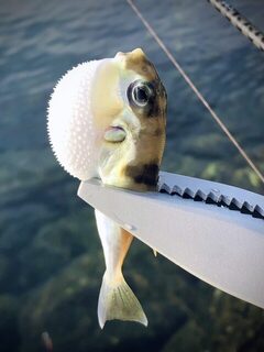 TD Minnow 90SP и рассветная баракуда в Evrenseki