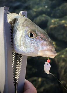 TD Minnow 90SP и рассветная баракуда в Evrenseki