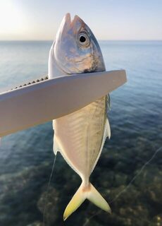 TD Minnow 90SP и рассветная баракуда в Evrenseki