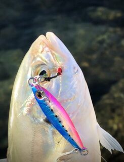 TD Minnow 90SP и рассветная баракуда в Evrenseki