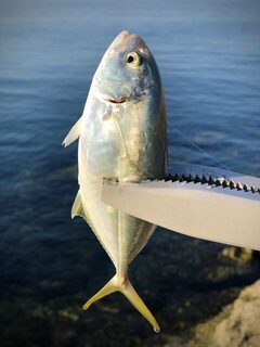 TD Minnow 90SP и рассветная баракуда в Evrenseki