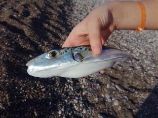 Бомбарда 15 г и российские черви на пляже Кириша