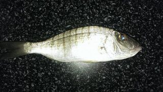 Тунец кальмар и сибас по месяцам на Кипре