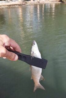 Белый Spearhead 7 см у Фортезы и сход лихии с пирса
