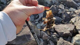 Колебалки с маракуевским червем на пляже Парагон в Нячанге