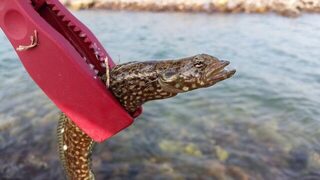 Колебалки с маракуевским червем на пляже Парагон в Нячанге