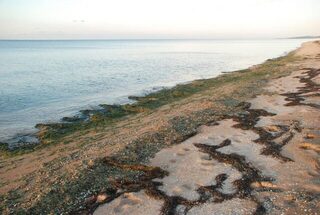 Линь и чехонь в каналах у Пересыпи вместо морского пеленгаса