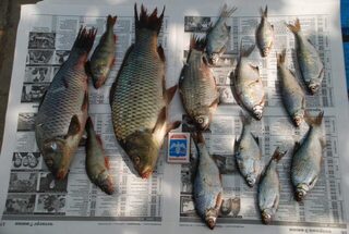 Линь и чехонь в каналах у Пересыпи вместо морского пеленгаса