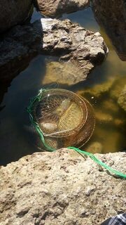 Два сазана и тарань на Ейской косе после северо-западного ветра