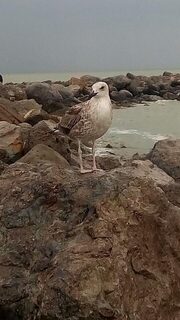 Два сазана и тарань на Ейской косе после северо-западного ветра