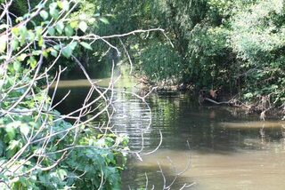 Речные выезды в Большом Сочи уперлись в высокую воду на Аше, а по кавказскому голавлю сработал нахлыст