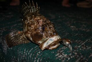 Горбыль и морской дракон у беседки под Алуштой