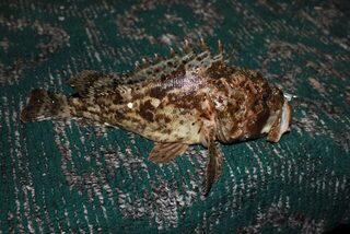 Горбыль и морской дракон у беседки под Алуштой