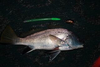 Горбыль и морской дракон у беседки под Алуштой