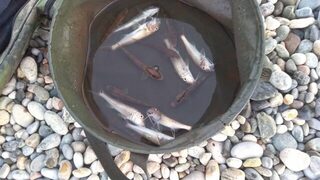 Патерностер у Лдзаа с барабулькой, ласкирем и дракончиком
