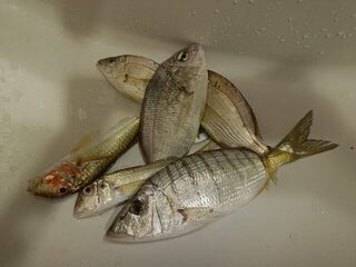 Ночная ловля с кормушкой, барабуля и богомол в Абхазии