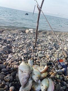 Пицундский Морвокзал утром собрал ласкириков с барабулькой на отводной, пока рядом кипела вода от дельфиньего боя