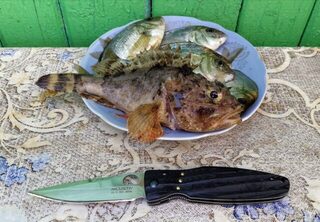Новомихайловский, карась с берега и ночная скорпена