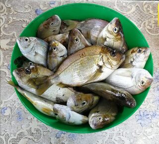 Новомихайловский, карась с берега и ночная скорпена
