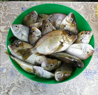 Новомихайловский, карась с берега и ночная скорпена