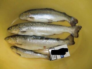 Форель в Сочи у моря и речка возле 50 лет СССР