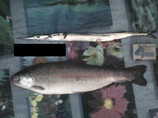 Форель в Сочи у моря и речка возле 50 лет СССР