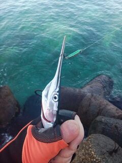 Гор мол и сарган на пилькеры Daiwa
