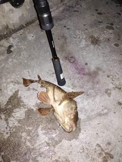 Окунь и ерши на красную Маракую в Севастополе