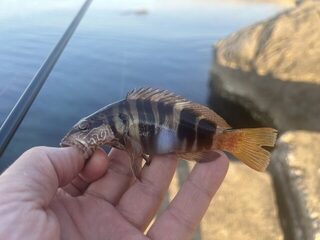 Понизовка, Marukyu и первые рыбы Чёрного моря