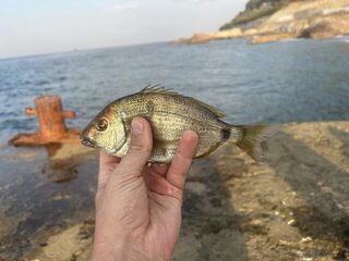 Понизовка, Marukyu и первые рыбы Чёрного моря