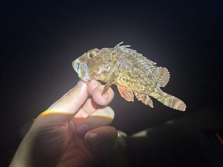 Понизовка, Marukyu и первые рыбы Чёрного моря