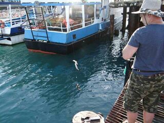 Морские караси, ставрида и хек у пристани в Абхазии