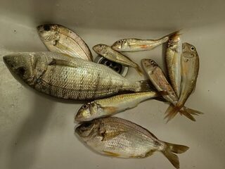 Первый морской день с фидером и нерисом в Гудауте