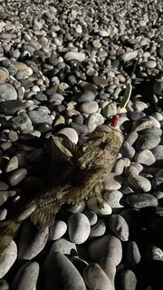 Бзыбь с пеструшкой и абхазским голавлём из Пицунды