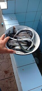 Сарган, окунь и отходящий карась в ноябрьской Пицунде