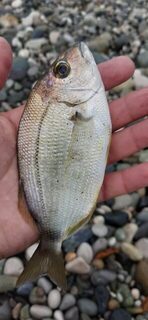 Карась у Бзыби и мормора в Пицунде