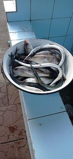 Пилькер, бомбарда и сухой нерис для саргана в Пицунде