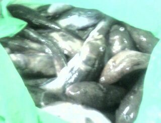 Мариупольский бычок с камней и песка