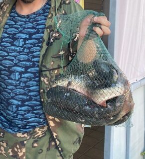 Морской червь в Должанке и шесть пеленгасов за час