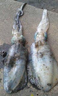 Бали в дождливый период: фотографии от местных, пустой берег и кальмар у воды