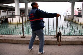 North Point Ferry Pier в Гонконге: групперы у 7-Eleven, сардина и багрилки 200 грамм
