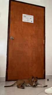 Две собачьи стаи каждый день провожали меня по песку и до самого бунгало