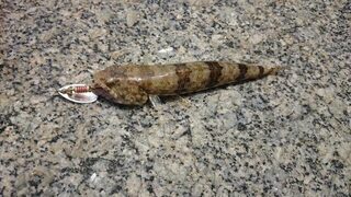 Пхукет, Карон: камни у пляжа, Mepps и рыба у ракушечных скал
