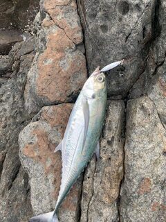 Пхукет: металджиг, Torpedo scad и King mackerel на дневных выходах